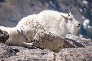 Биологи: горные козлы на Аляске массово гибнут из-за лавин